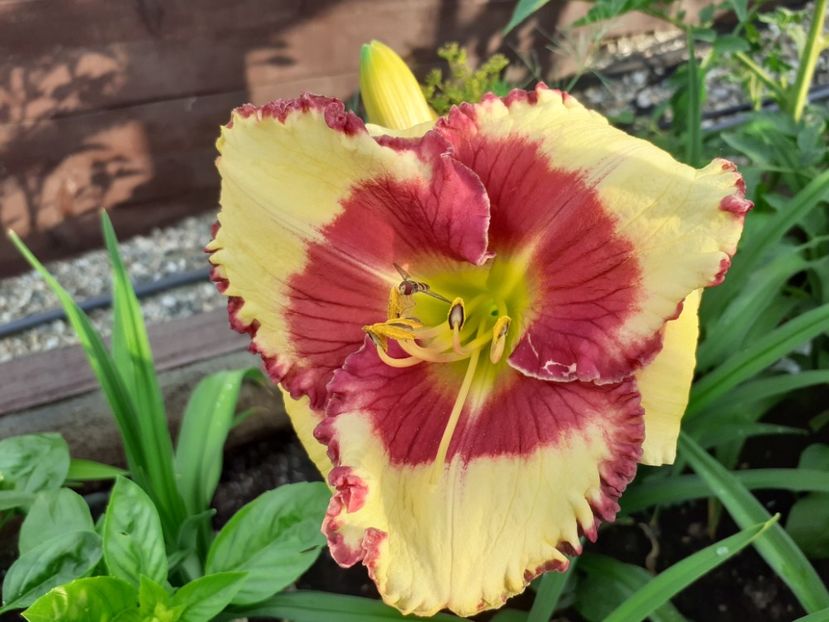 Midsummer eyes - Hemerocallis 2021