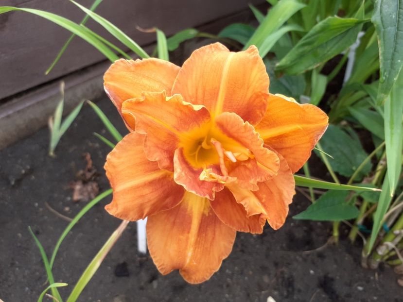 Carpenter Shavings - Hemerocallis 2021