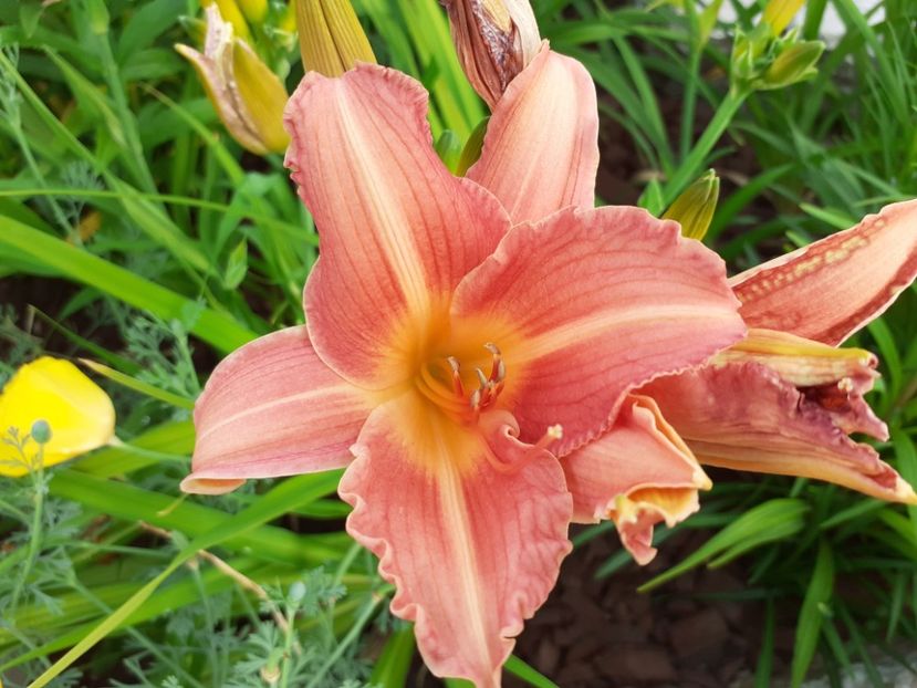 Christmas candle - Hemerocallis 2021