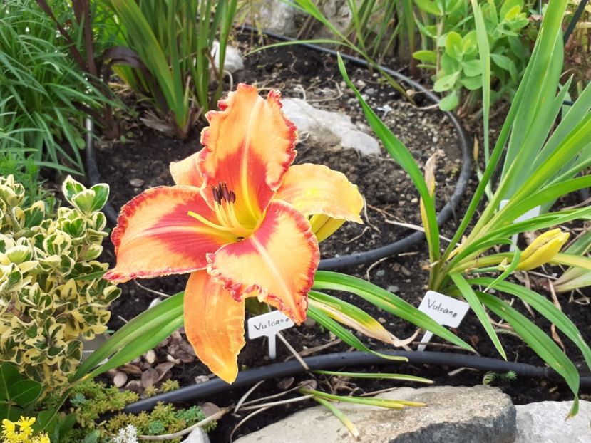 Vulcano Queen - Hemerocallis 2021