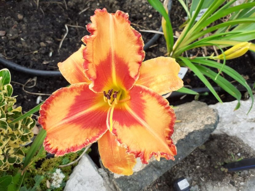 Volcano Queen - Hemerocallis 2021