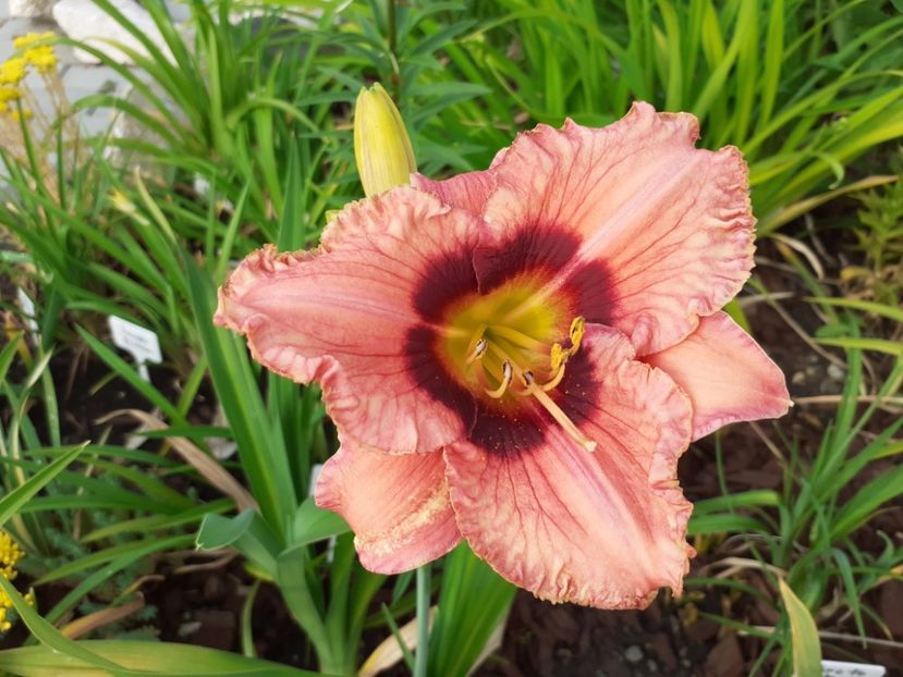 I called it Strawberry - Hemerocallis 2021