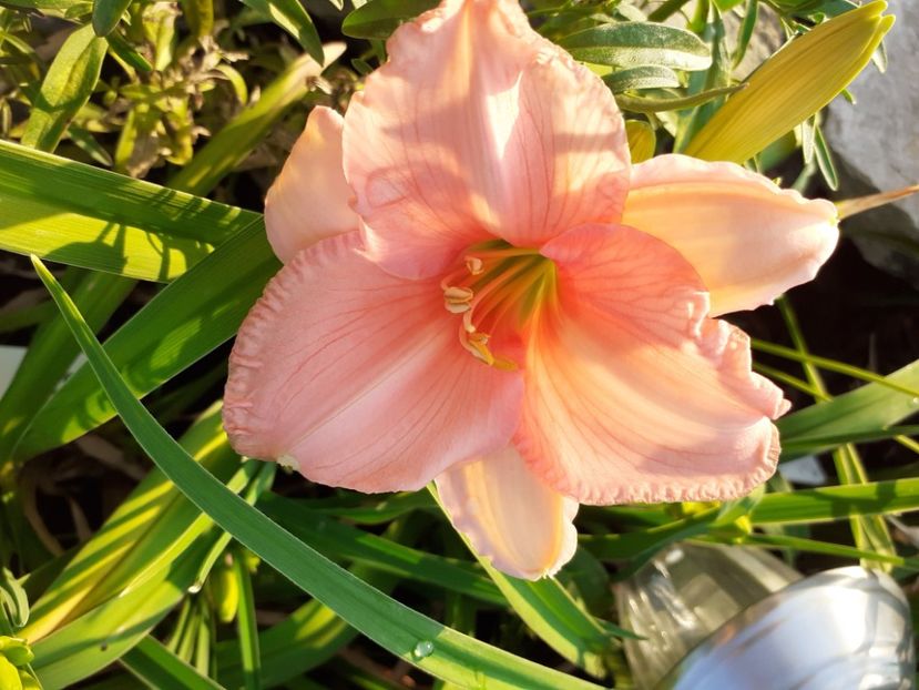 On and on - Hemerocallis 2021