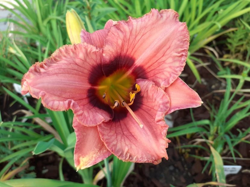 I called it Strawberry - Hemerocallis 2021