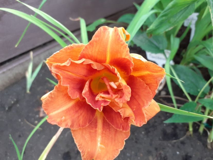 Carpenter Shavings - Hemerocallis 2021