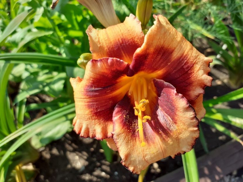 Madeline Nettle Eyes seara - Hemerocallis 2021