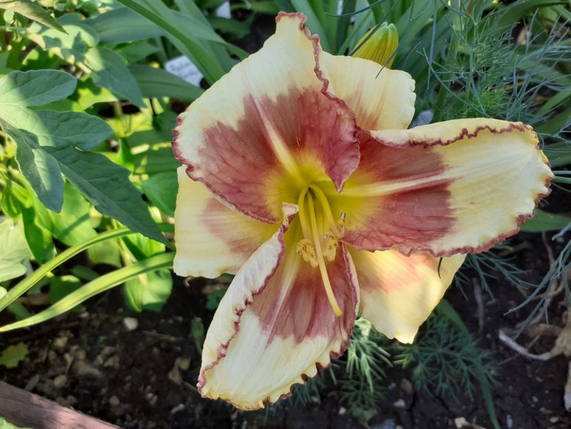 Midsummer eyes seara - Hemerocallis 2021