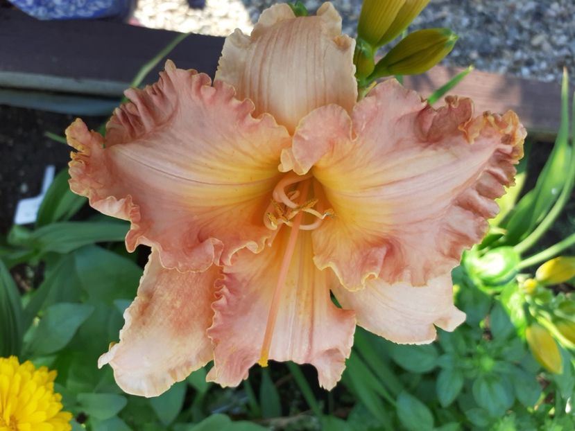 Spacecoast starbust seara - Hemerocallis 2021