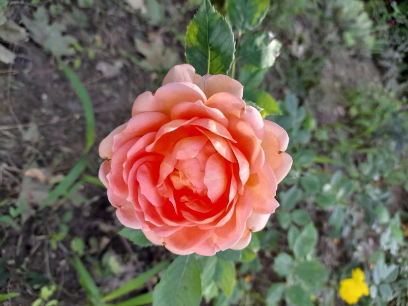 Lady of Shalott - Sfarsit de iunie