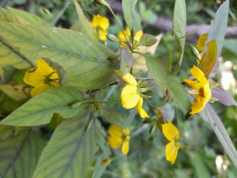 Nu stiu cum se numeste - Sfarsit de iunie