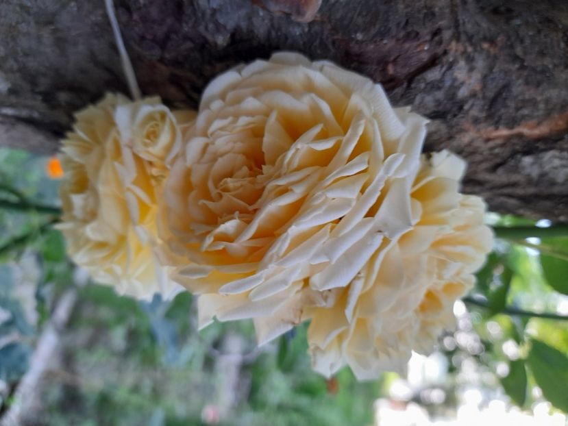 Georgia - Sfarsit de iunie