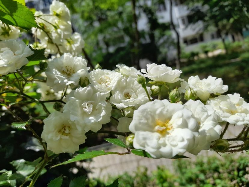 Crystal Fairy  - Sfarsit de iunie