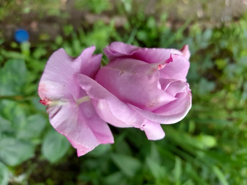 Illatos parfumat - Tannacht Th (2) - Sfarsit de iunie