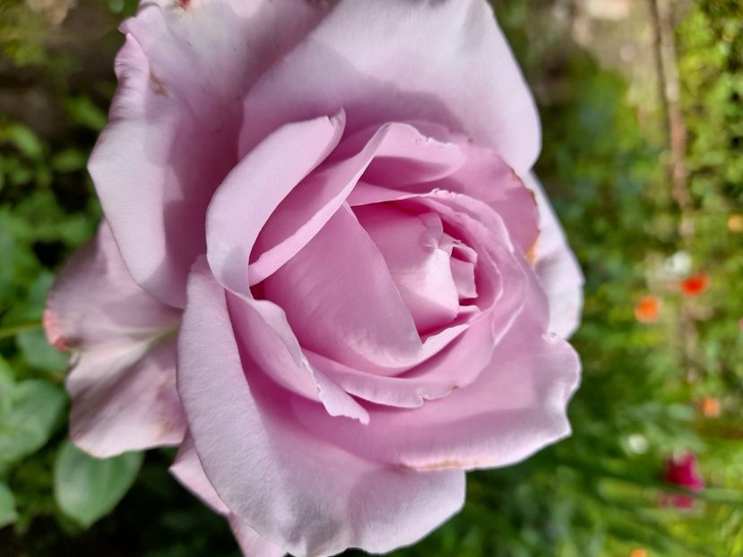 Illatos parfumat - Tannacht Th (3) - Sfarsit de iunie