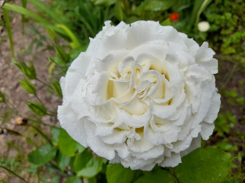 Papa Ioan Paul al II-lea (4) - Sfarsit de iunie