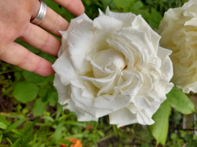 Papa Ioan Paul al II-lea (6) - Sfarsit de iunie