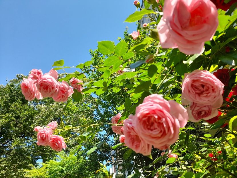 Parade (2) - Sfarsit de iunie