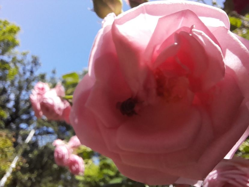 Parade (3) - Sfarsit de iunie