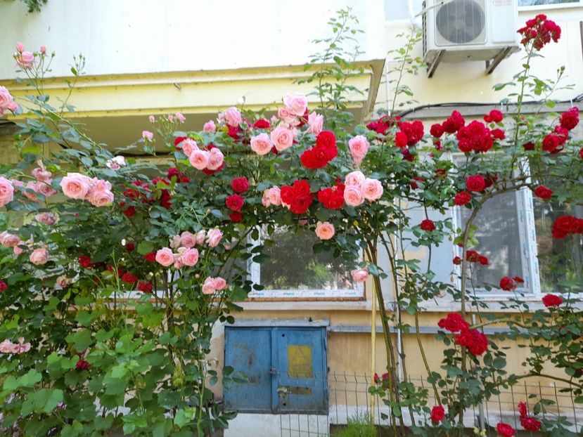 Parade (5) - Sfarsit de iunie