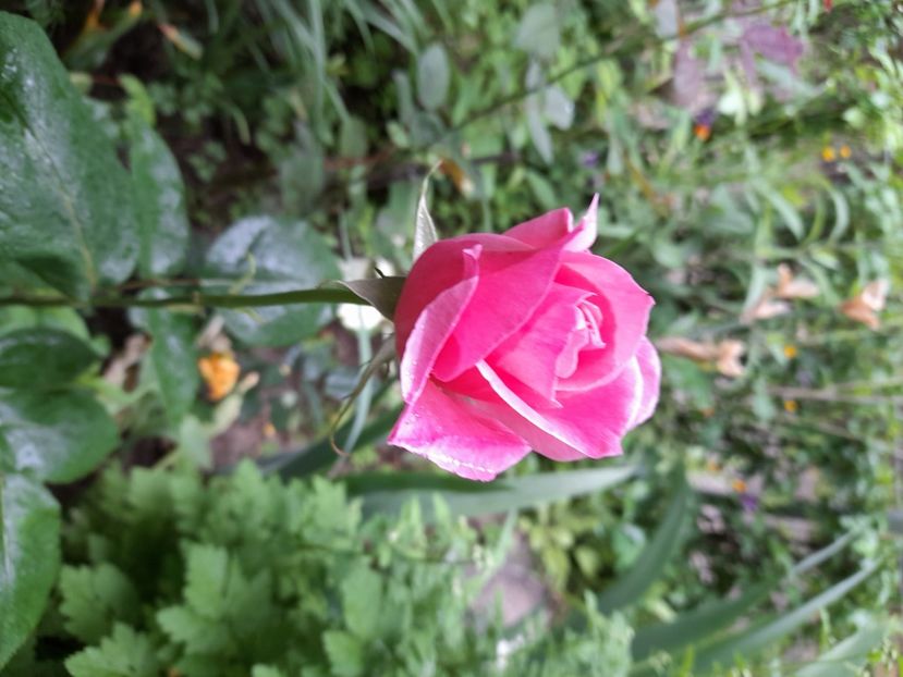 Queen Elisabeth (2) - Sfarsit de iunie