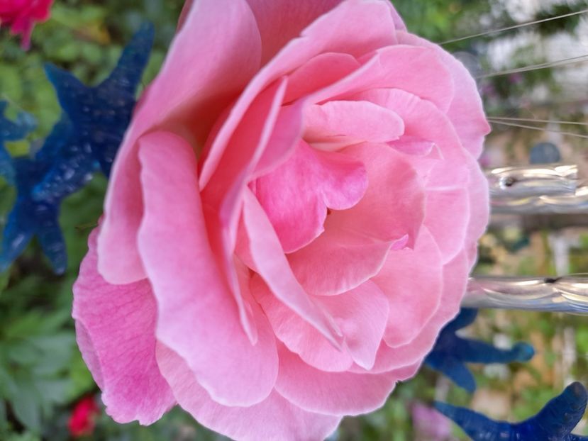 Queen Elisabeth (8) - Sfarsit de iunie