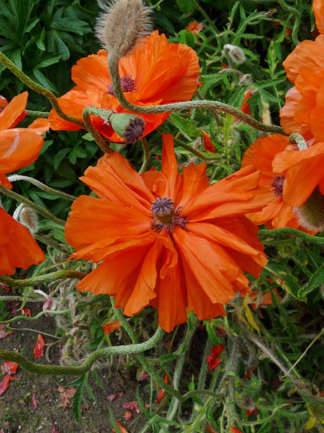 Batute de ploaie. - Maci