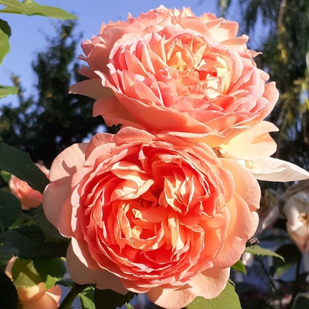  - Lady of Shallot 2021_ 2022