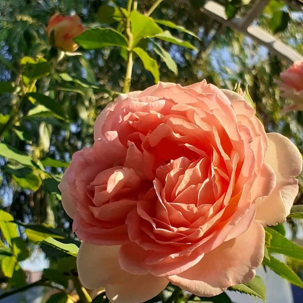  - Lady of Shallot 2021_ 2022