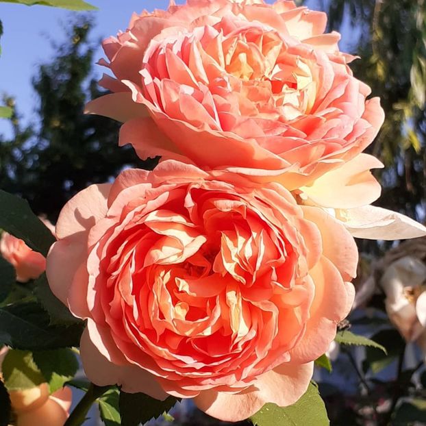  - Lady of Shallot 2021_ 2022