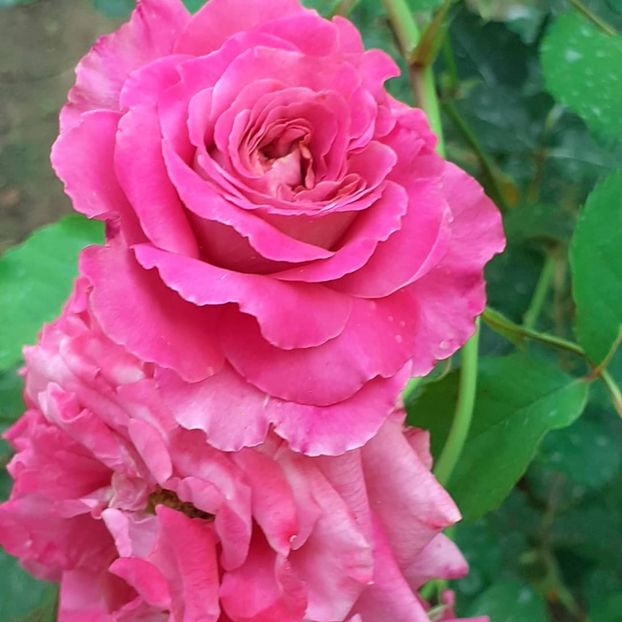  - Agnes 2021 - 2022-2023