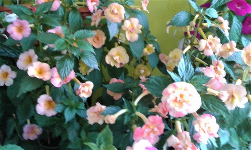  - 0000 ACHIMENES