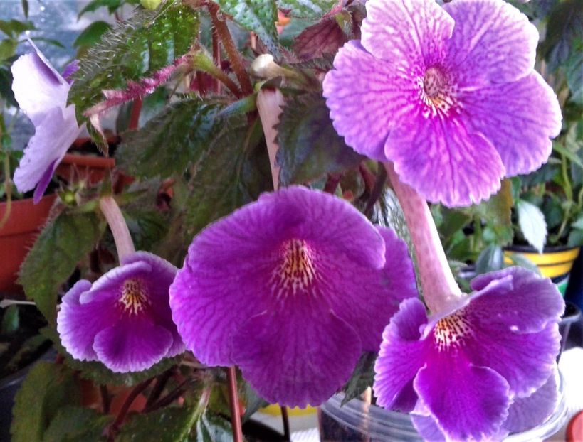  - 0000 ACHIMENES