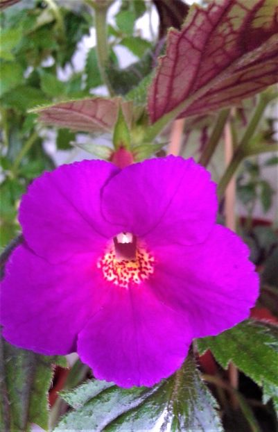  - 0000 ACHIMENES