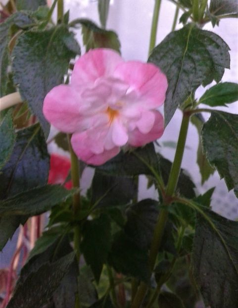  - 0000 ACHIMENES