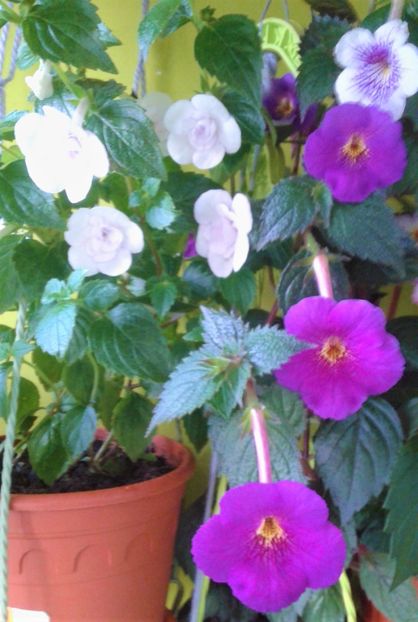  - 0000 ACHIMENES