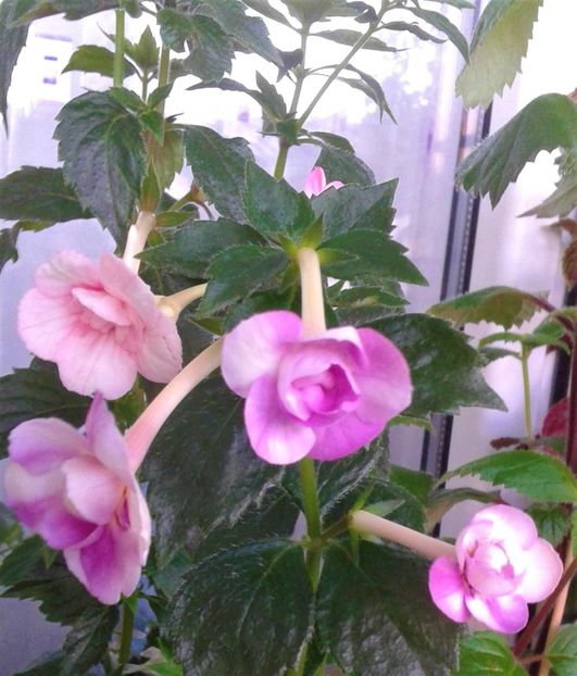  - 0000 ACHIMENES