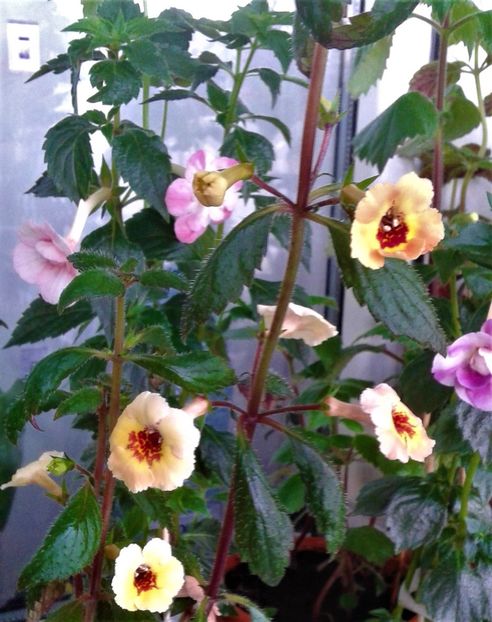  - 0000 ACHIMENES