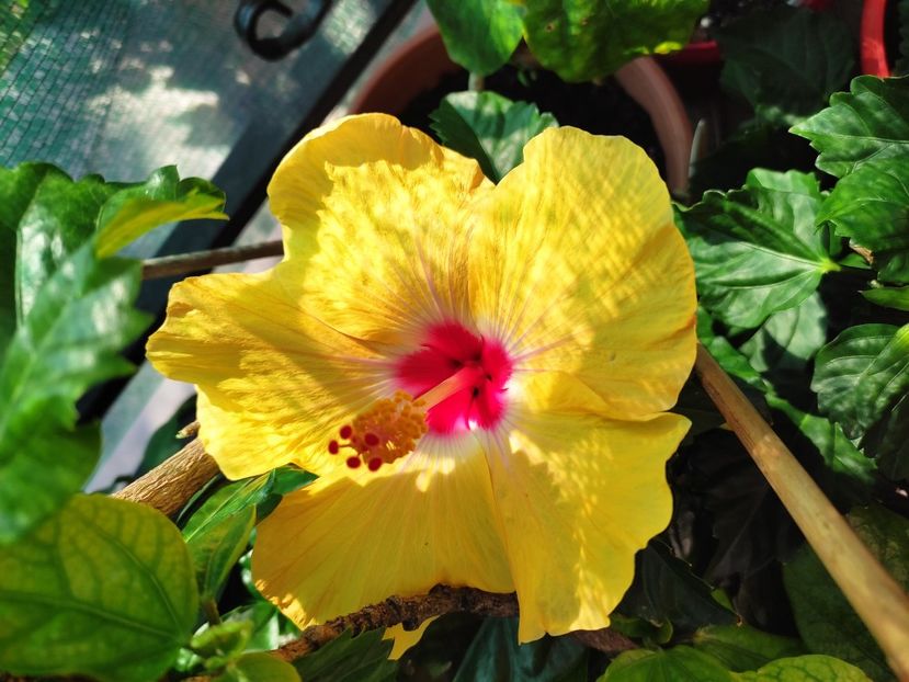  - Hibiscus 2021 -1