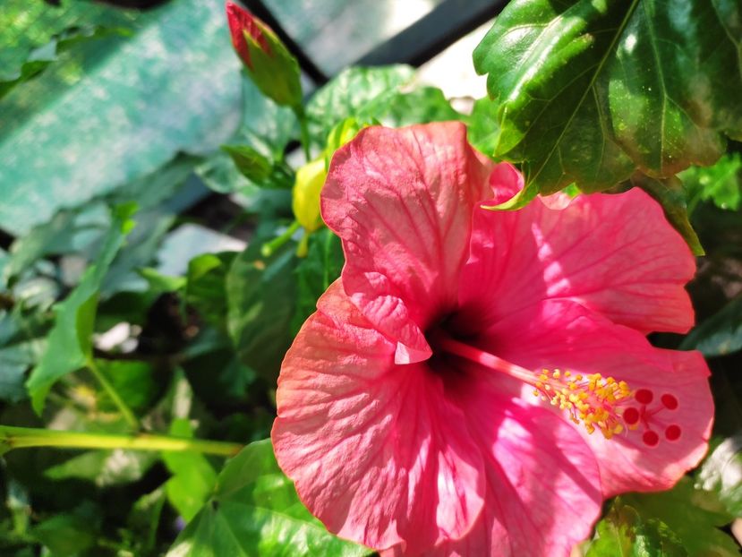  - Hibiscus 2021 -1
