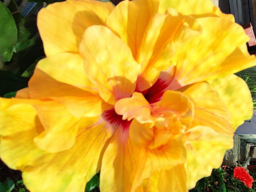  - Hibiscus 2021 -1