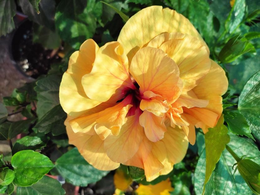  - Hibiscus 2021 -1