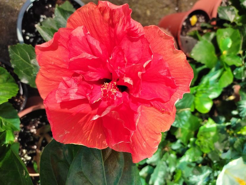  - Hibiscus 2021 -1