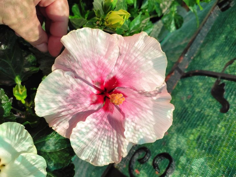 - Hibiscus 2021 -1