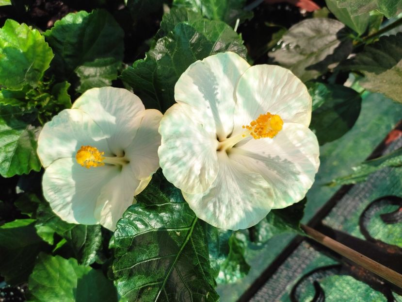  - Hibiscus 2021 -1