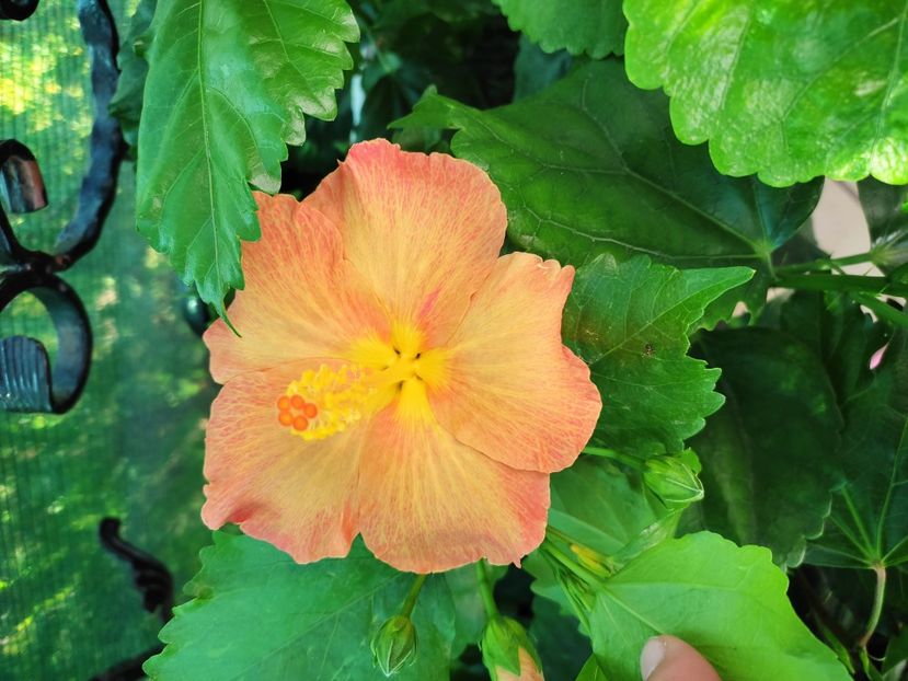 - Hibiscus 2021 -1