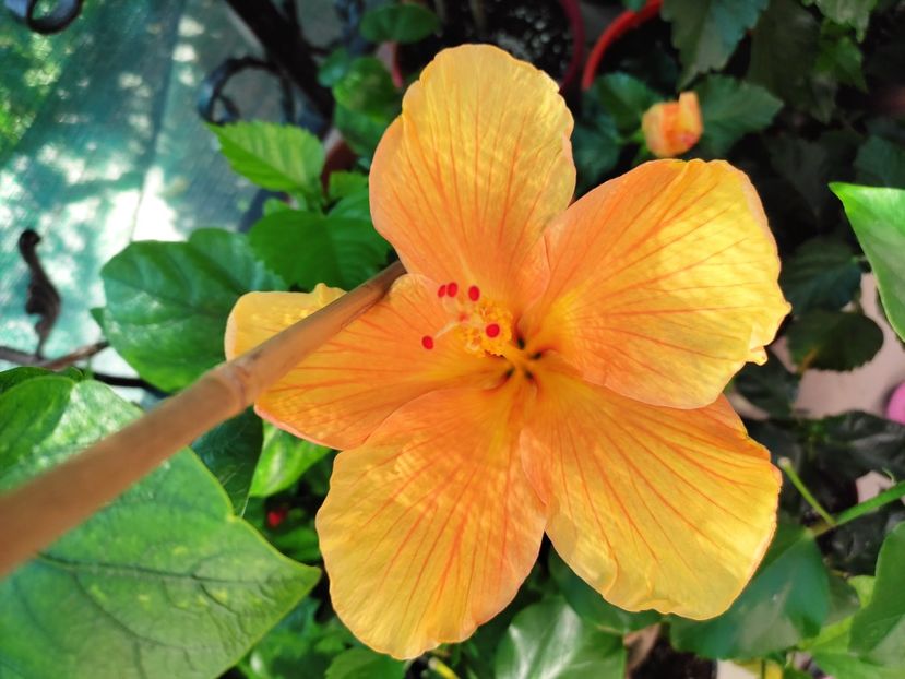  - Hibiscus 2021 -1