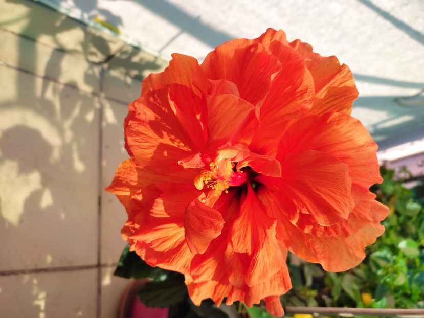  - Hibiscus 2021 -1