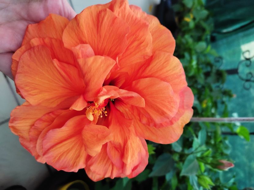  - Hibiscus 2021 -1