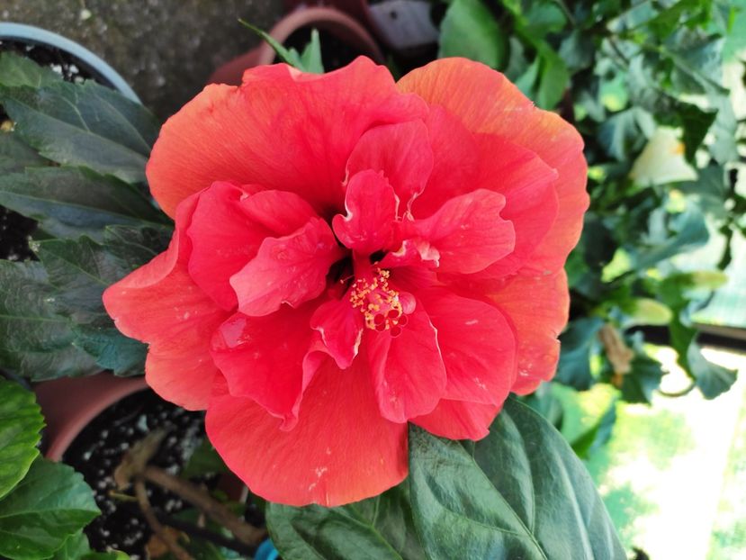  - Hibiscus 2021 -1