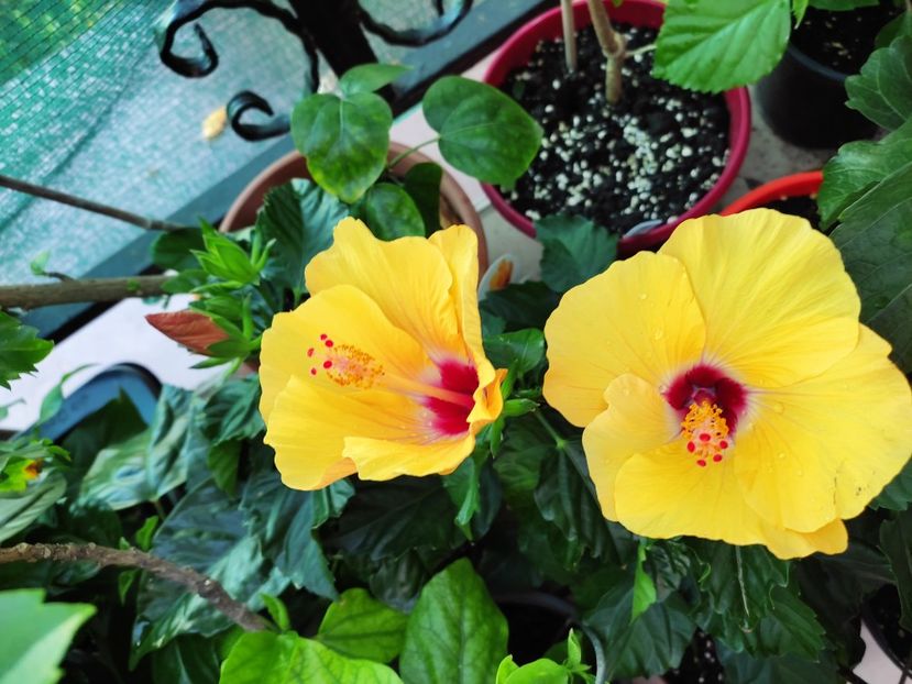  - Hibiscus 2021 -1